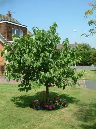 1) Mulberry tree, Morus