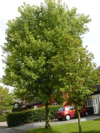 8) Norway Maple, Acer platanoides