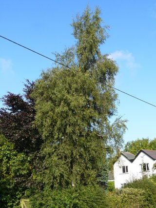 7) Silver Birch, Betula pendula