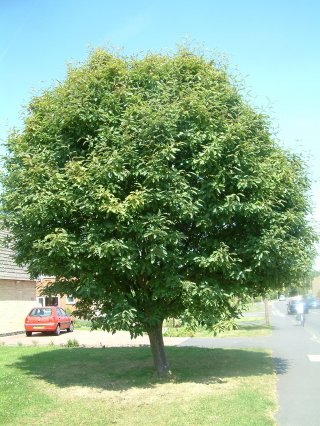 2) Swedish Whitebeam, Sorbus intermedia