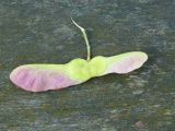 Field maple fruit