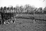 Hounds from Quorn Hunt